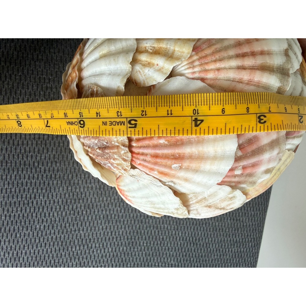 Handmade Natural Scallop Seashell Decorative Orb Sphere 6 in Coastal Beach Home - Picture 9 of 11